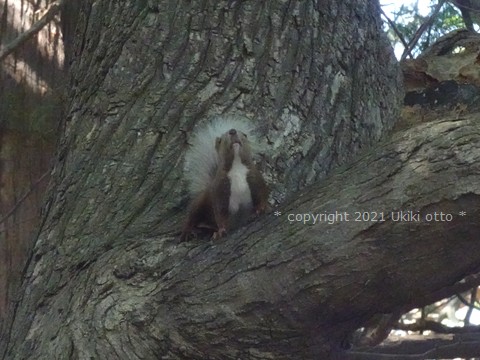 白しっぽ／エゾリス