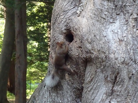 白しっぽ／エゾリス