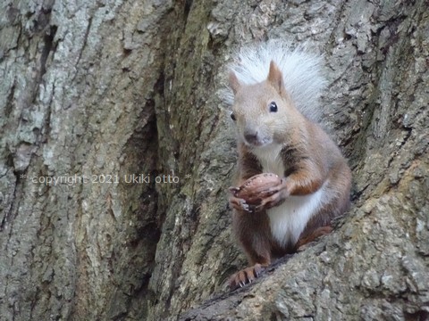 白しっぽ／エゾリス