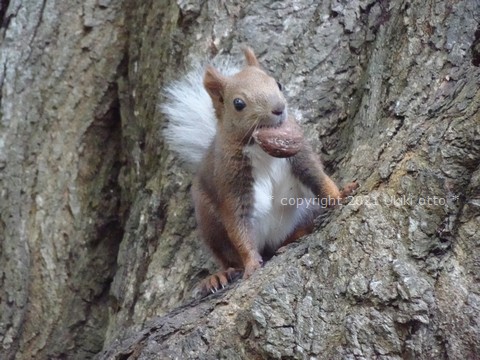 白しっぽ／エゾリス