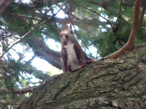 白しっぽ／エゾリス