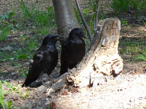 カラスのカポー