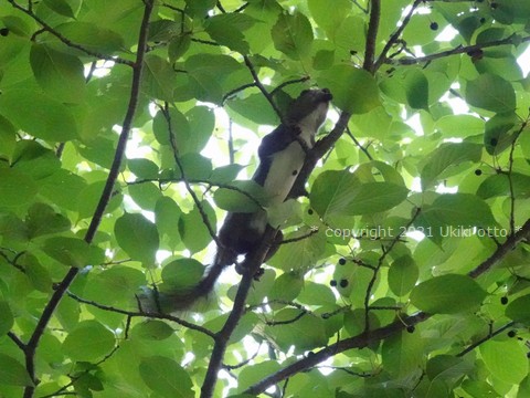 エゾリス／桜の実を食べる