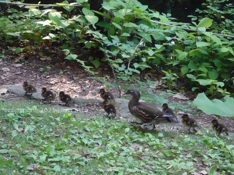 オシドリのひな