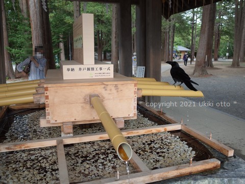 手水舎でカラス