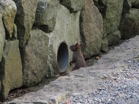 排水口／エゾリス