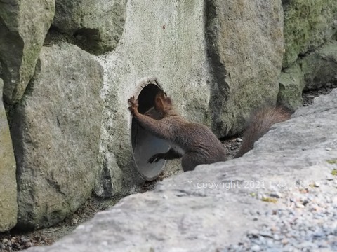 排水口／エゾリス