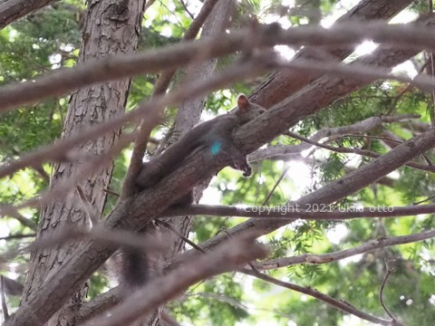 暑くてぐったり、エゾリス