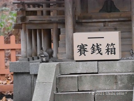 エゾリスと賽銭箱