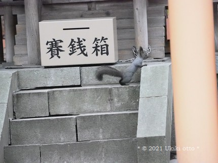 エゾリスと賽銭箱
