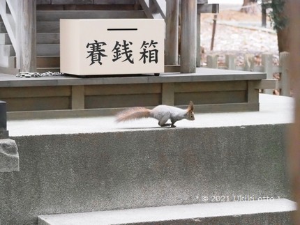 エゾリスと賽銭箱