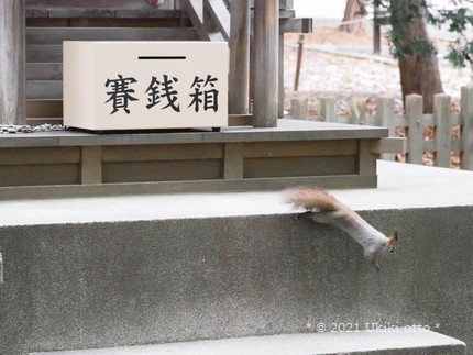 エゾリスと賽銭箱
