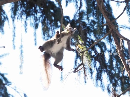 エゾリスジャンプ