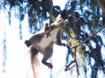 エゾリスジャンプ