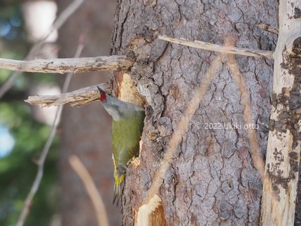 ヤマゲラ