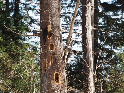 クマゲラ