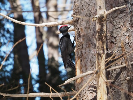 クマゲラ