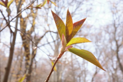 春の葉っぱ