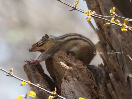 シマリス／あくび