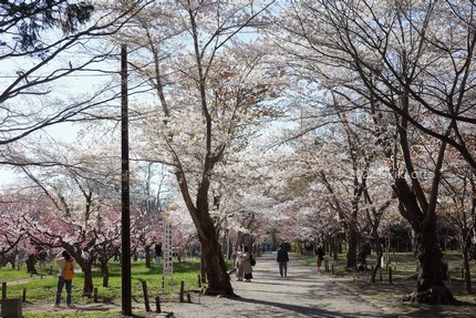 円山公園