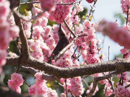 ヒヨドリと桜