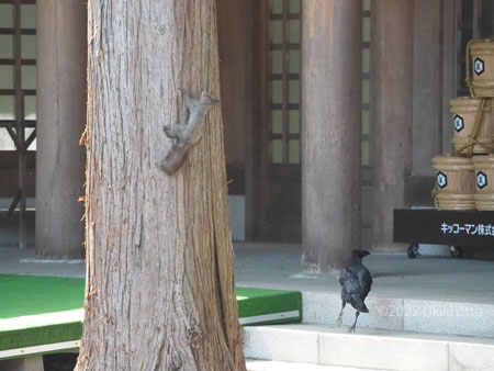 エゾリスとカラスが本殿で