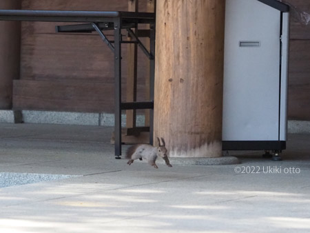 エゾリス本殿で