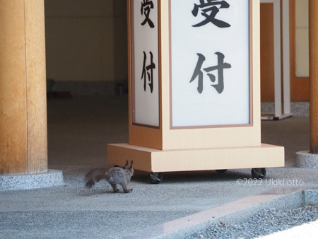 エゾリス本殿で