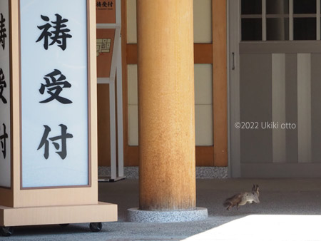 エゾリス本殿で