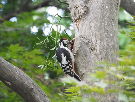 エゾリスときのこ