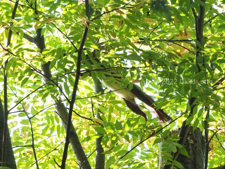 エゾリス妊婦さん