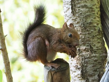 エゾリス妊婦さん