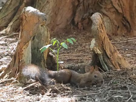 寝そべるエゾリス
