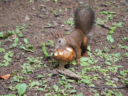 エゾリスときのこ