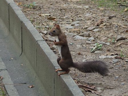 エゾリスときのこ