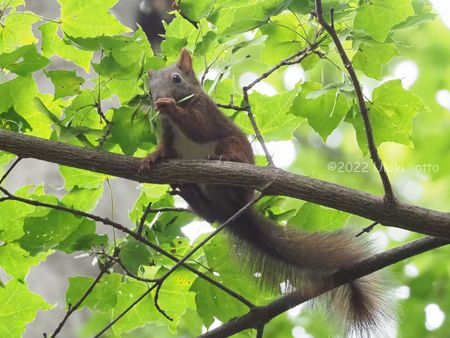 エゾリスときのこ