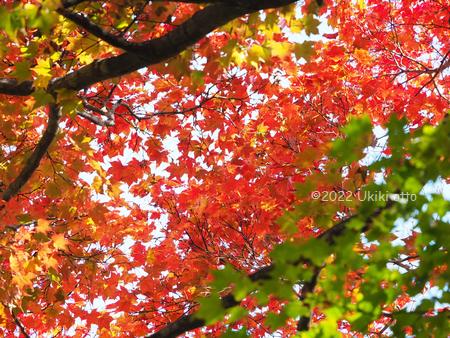 紅葉