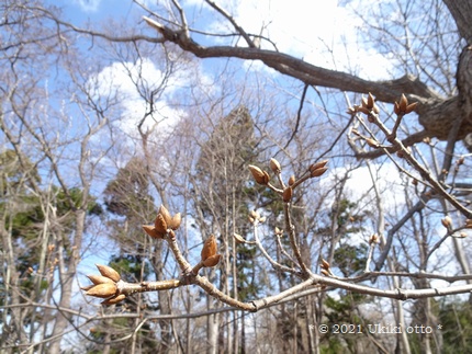 春の芽吹き