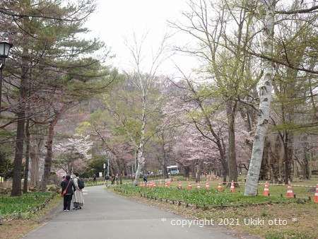 円山公園／春