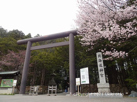 北海道神宮／桜