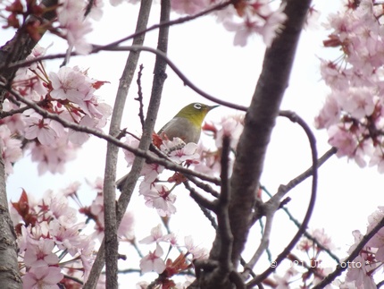 春の芽吹き