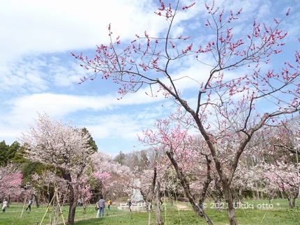 春の芽吹き