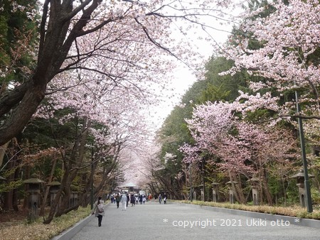 北海道神宮参道／桜