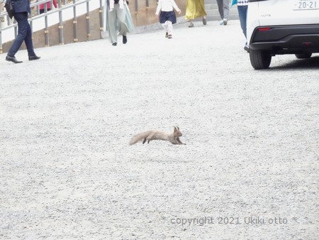 北海道神宮／参道を渡る母リス