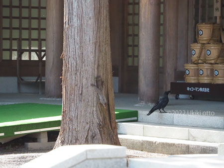 エゾリスとカラスが本殿で