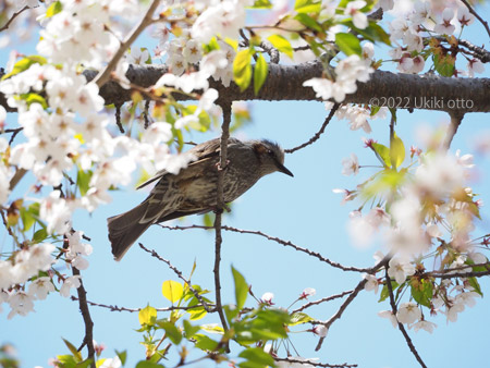 ヒヨドリと桜