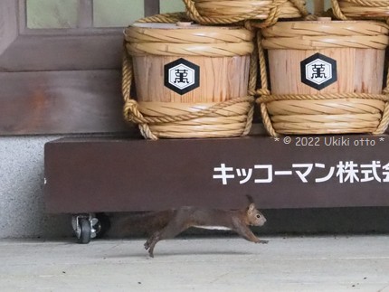 エゾリス