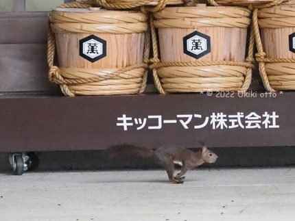 エゾリス