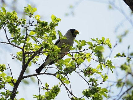 野鳥