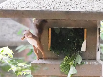 エゾリス